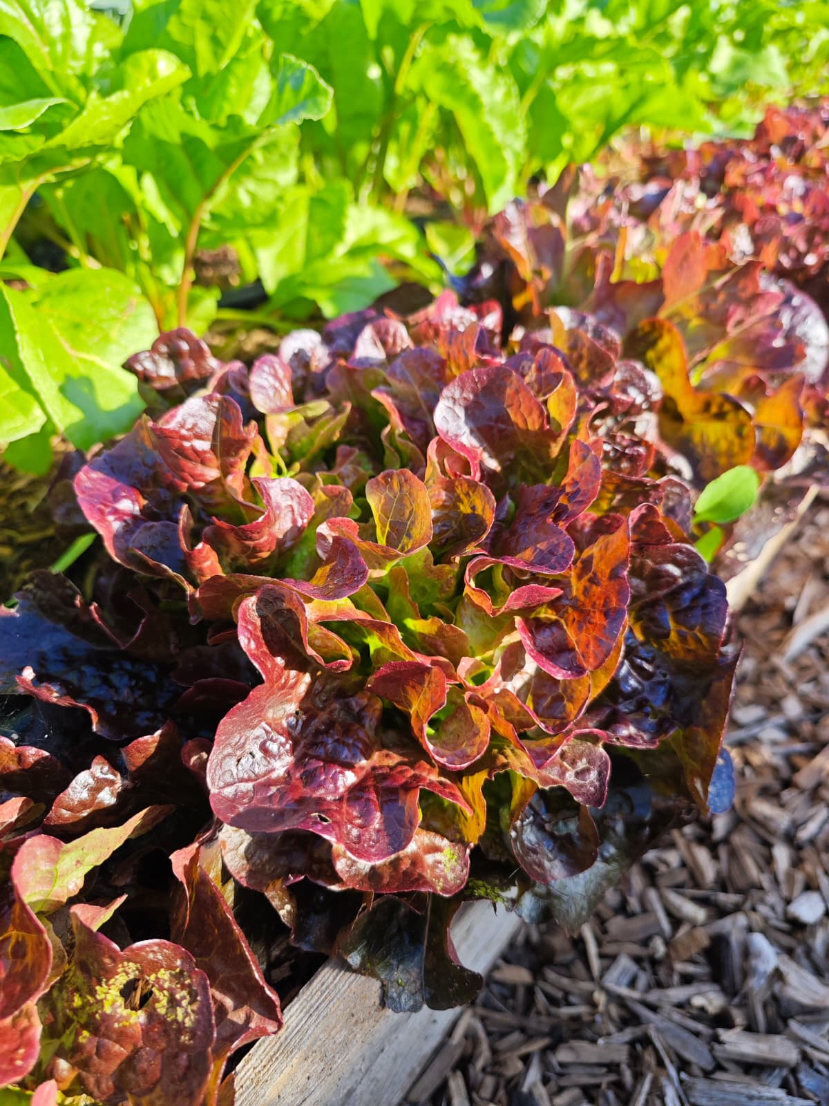 Red lettuce (unit)
