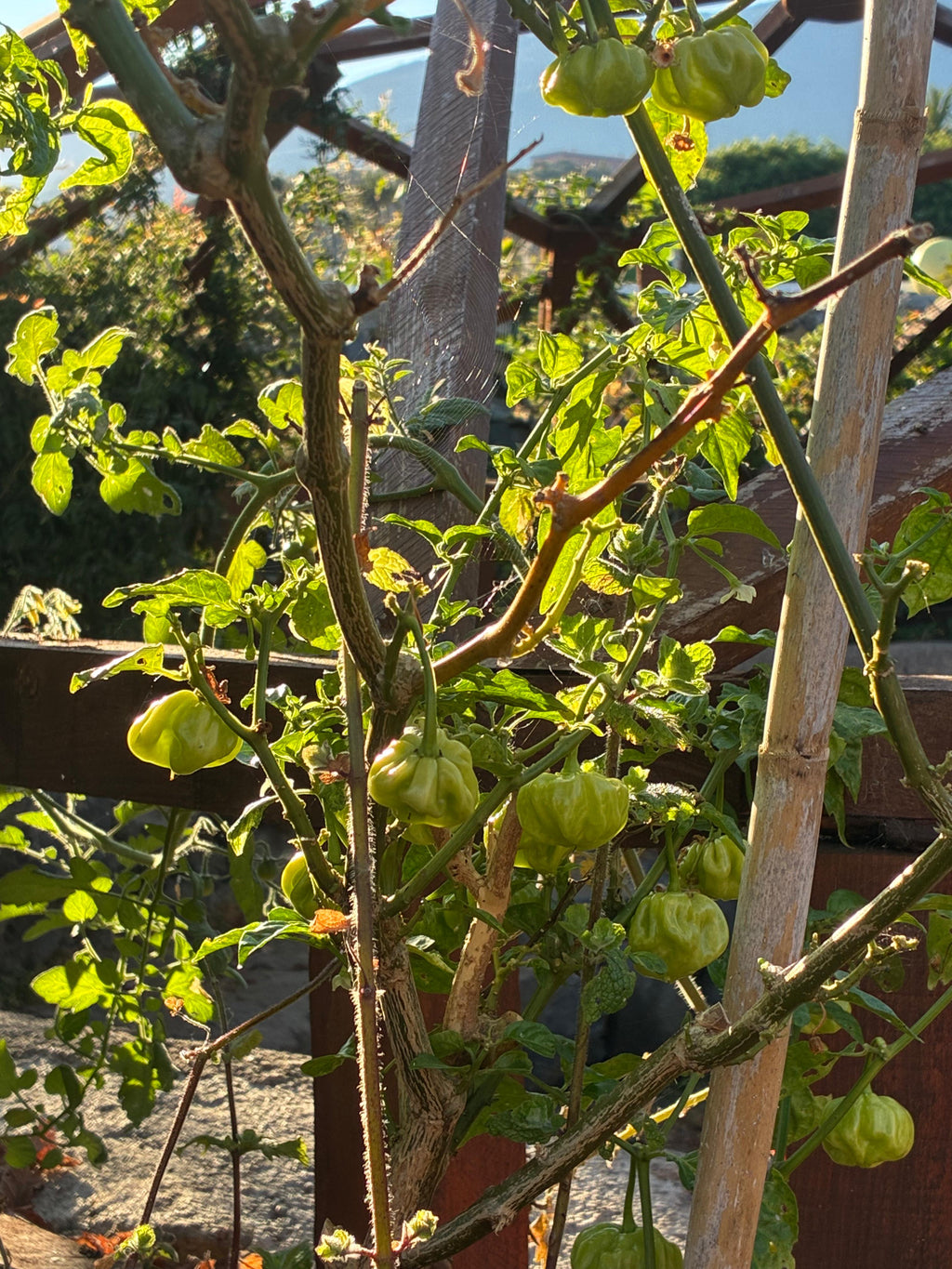 Habanero White (3x)
