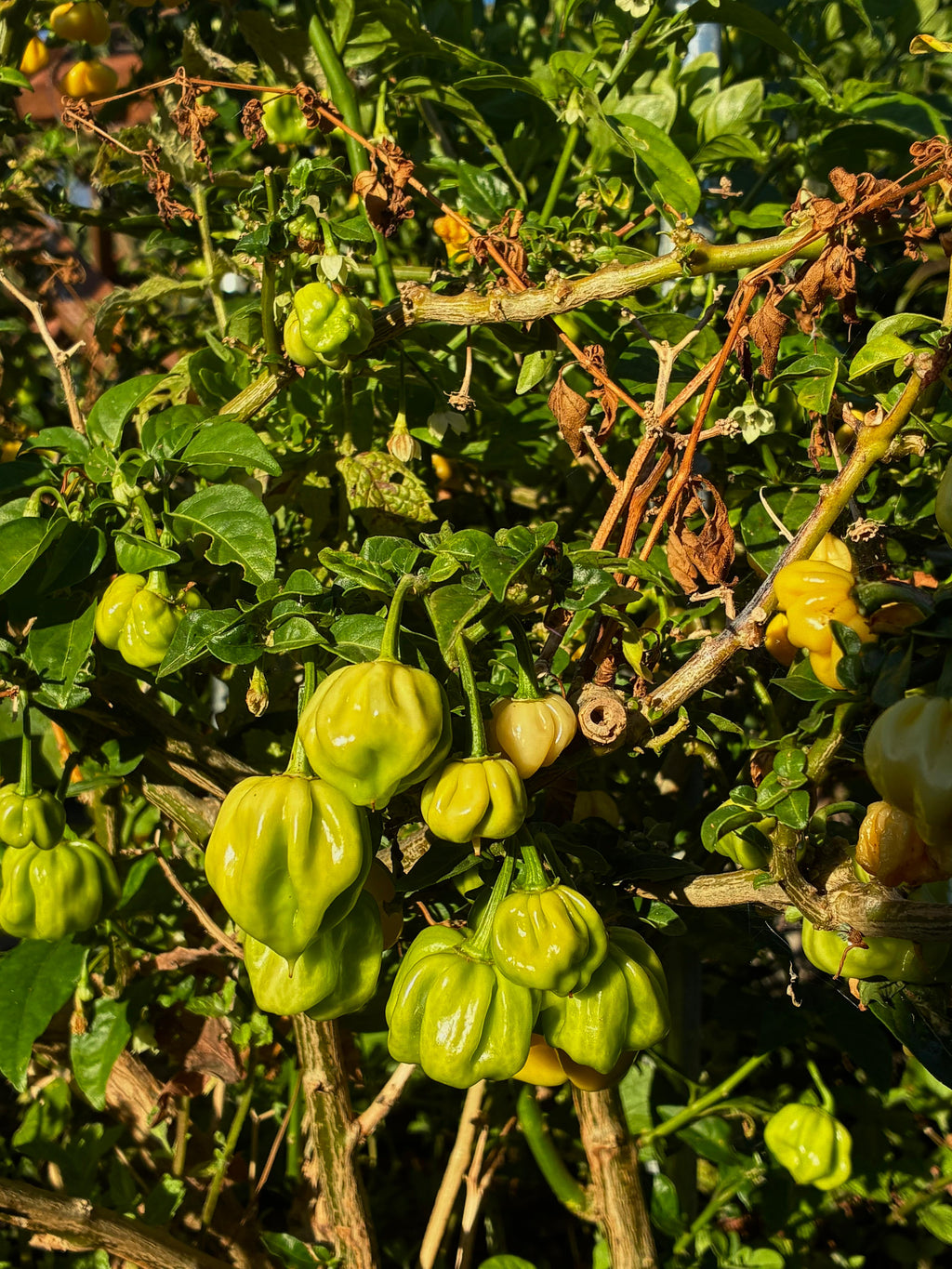 Habanero White (3x)