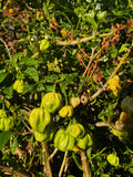 Habanero White (3x)