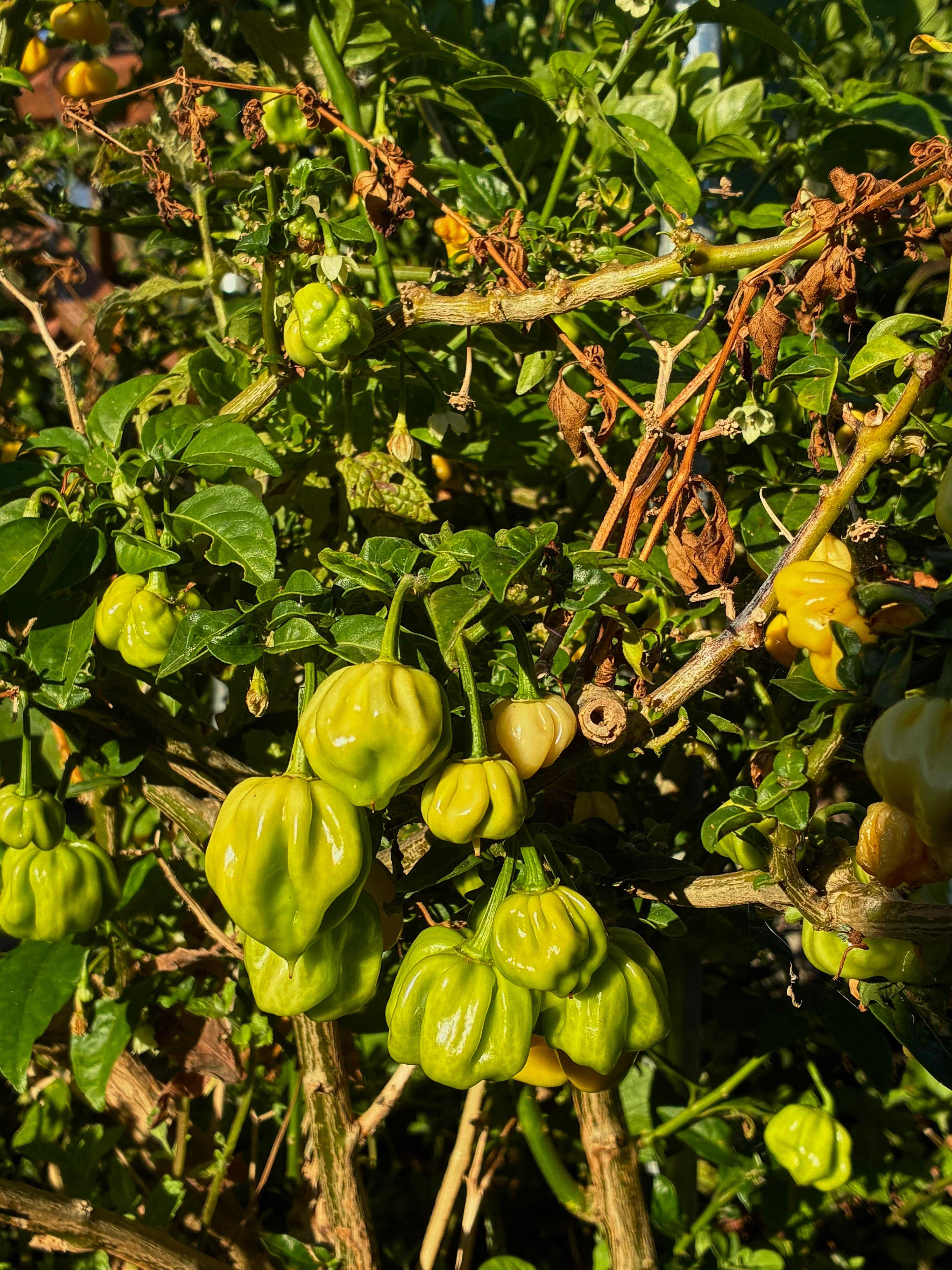 Habanero White (3x)