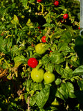 Habanero Red (3x)