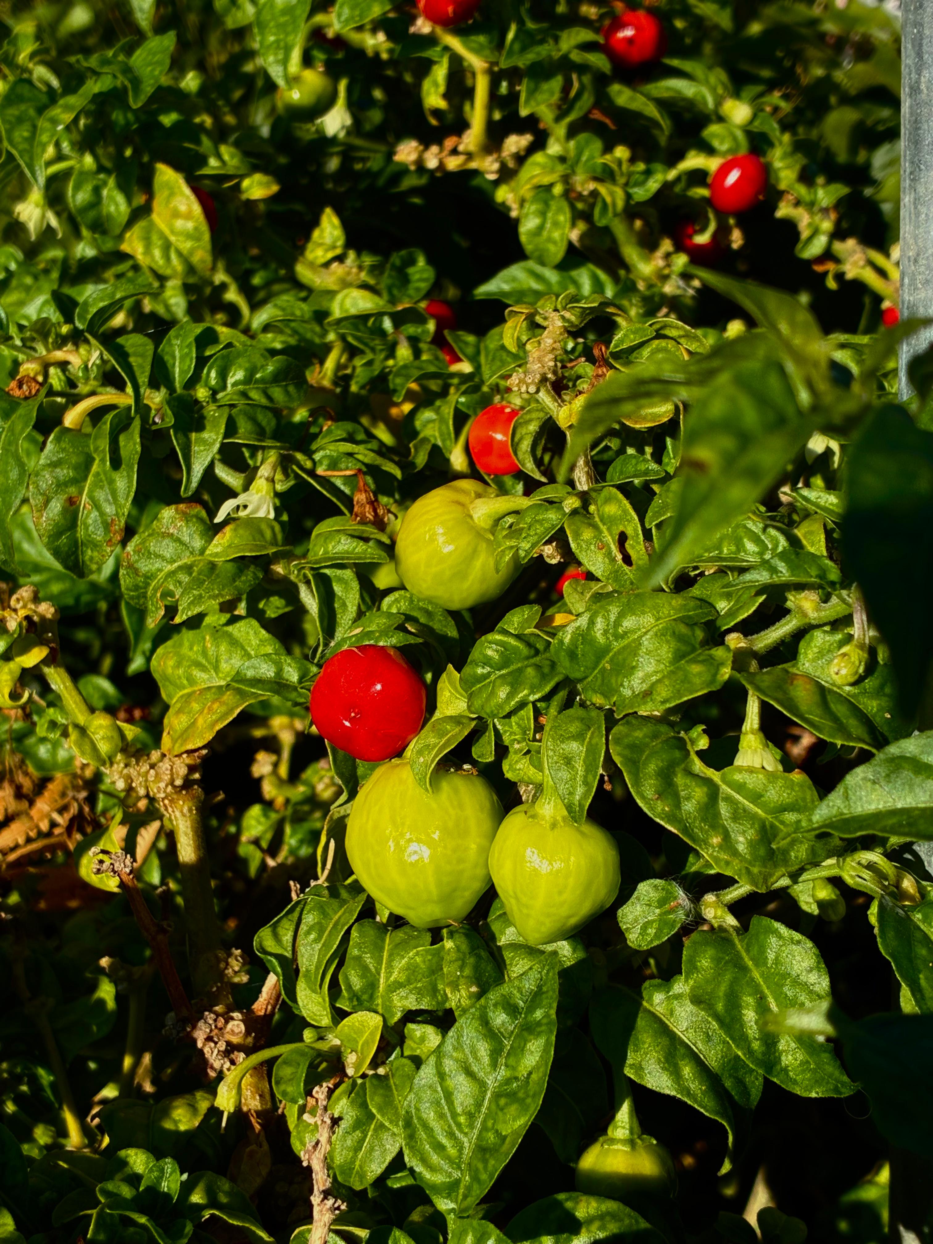 Habanero Red (3x)