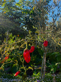 Palm Peppers (3x)
