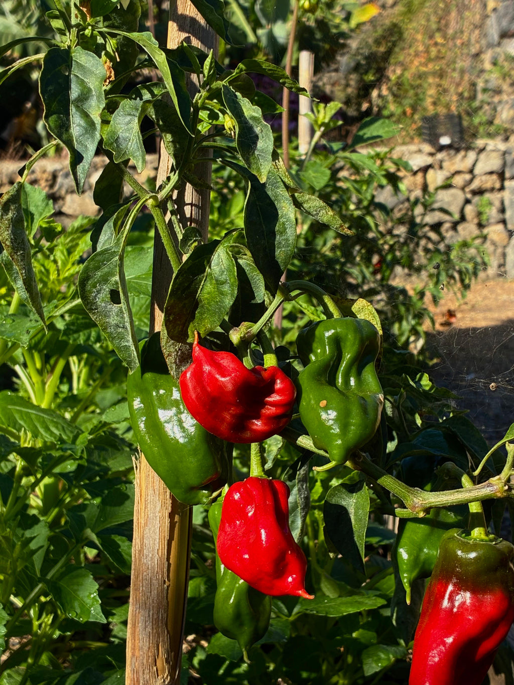 Palm Peppers (3x)