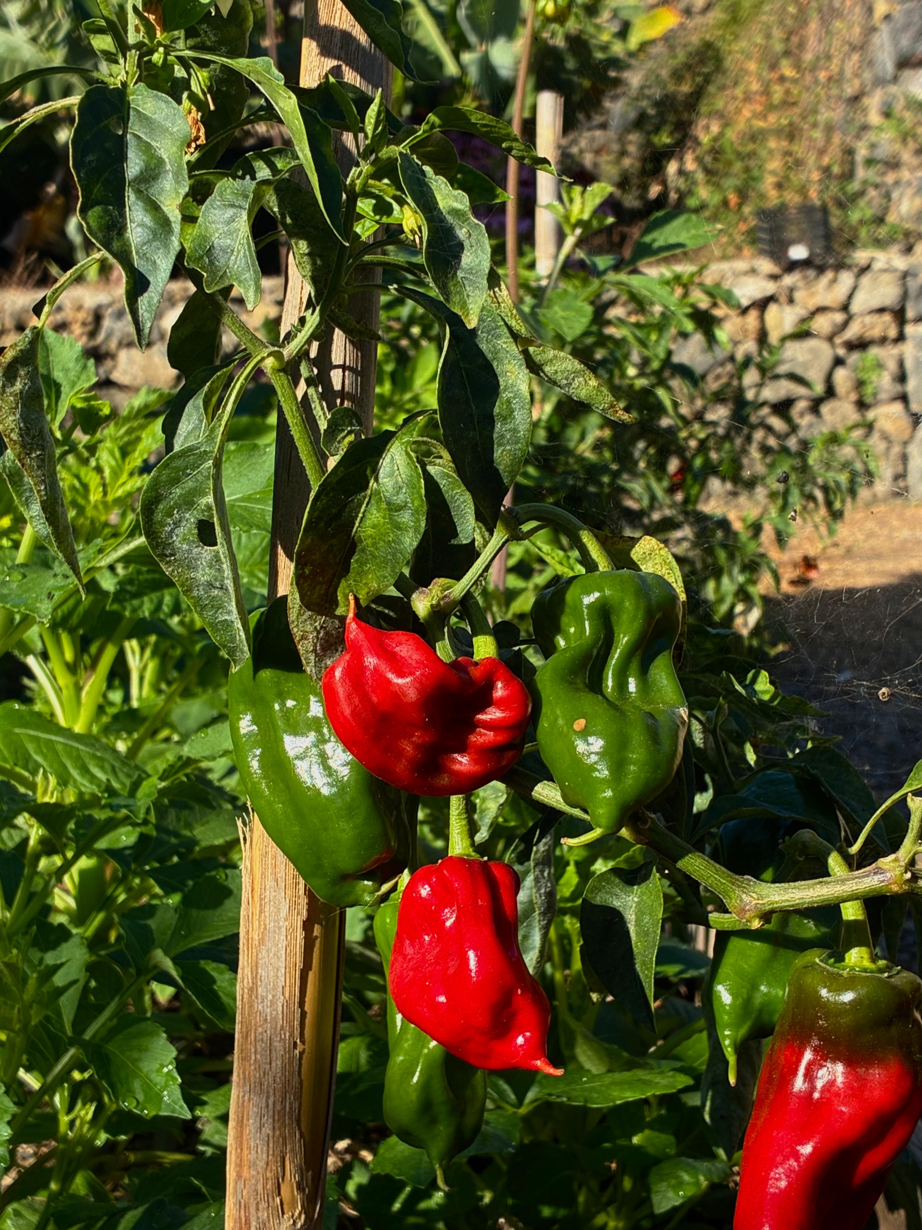 Palm Peppers (3x)