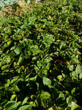Oregano (bunch)