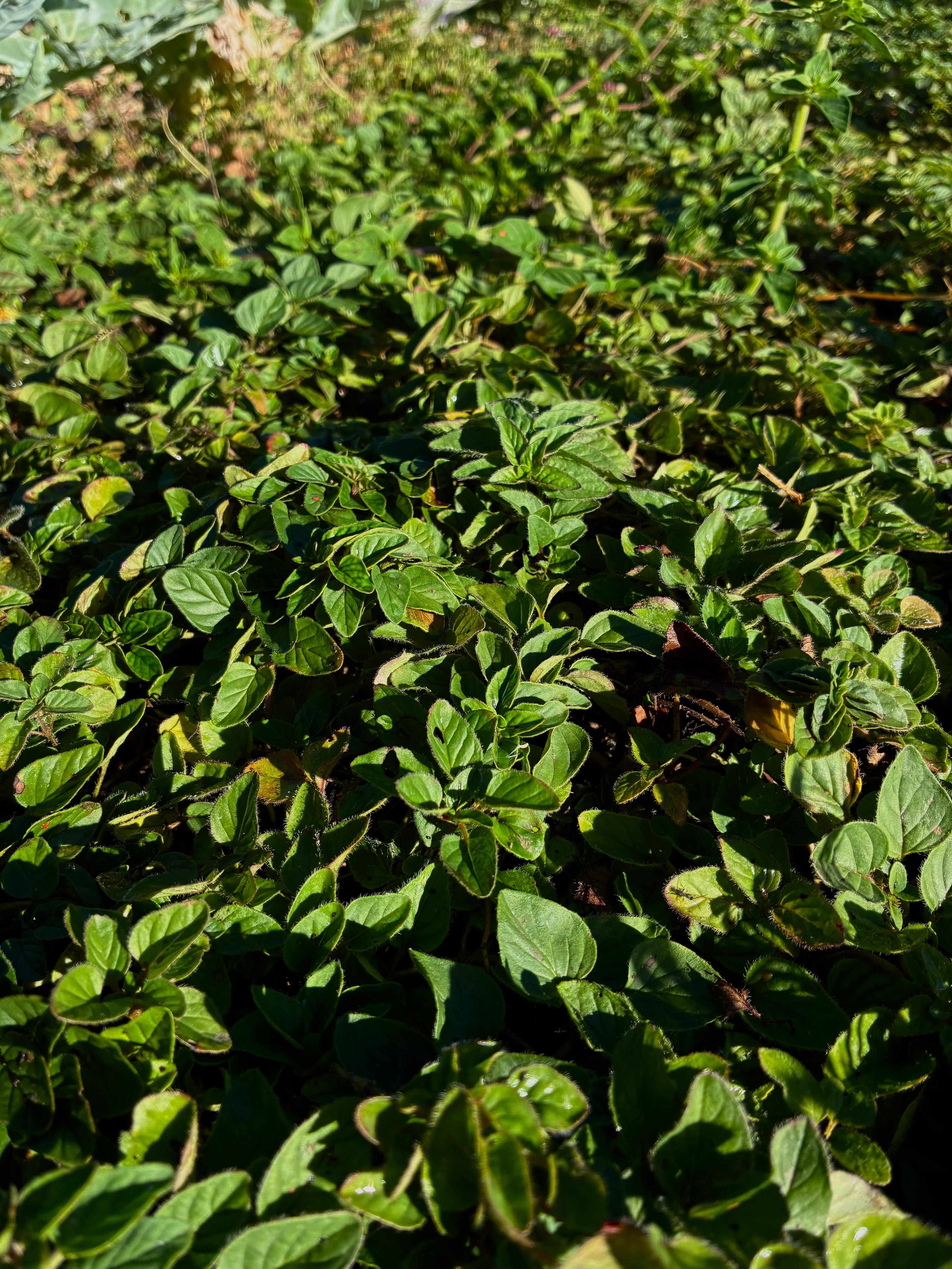 Oregano (bunch)