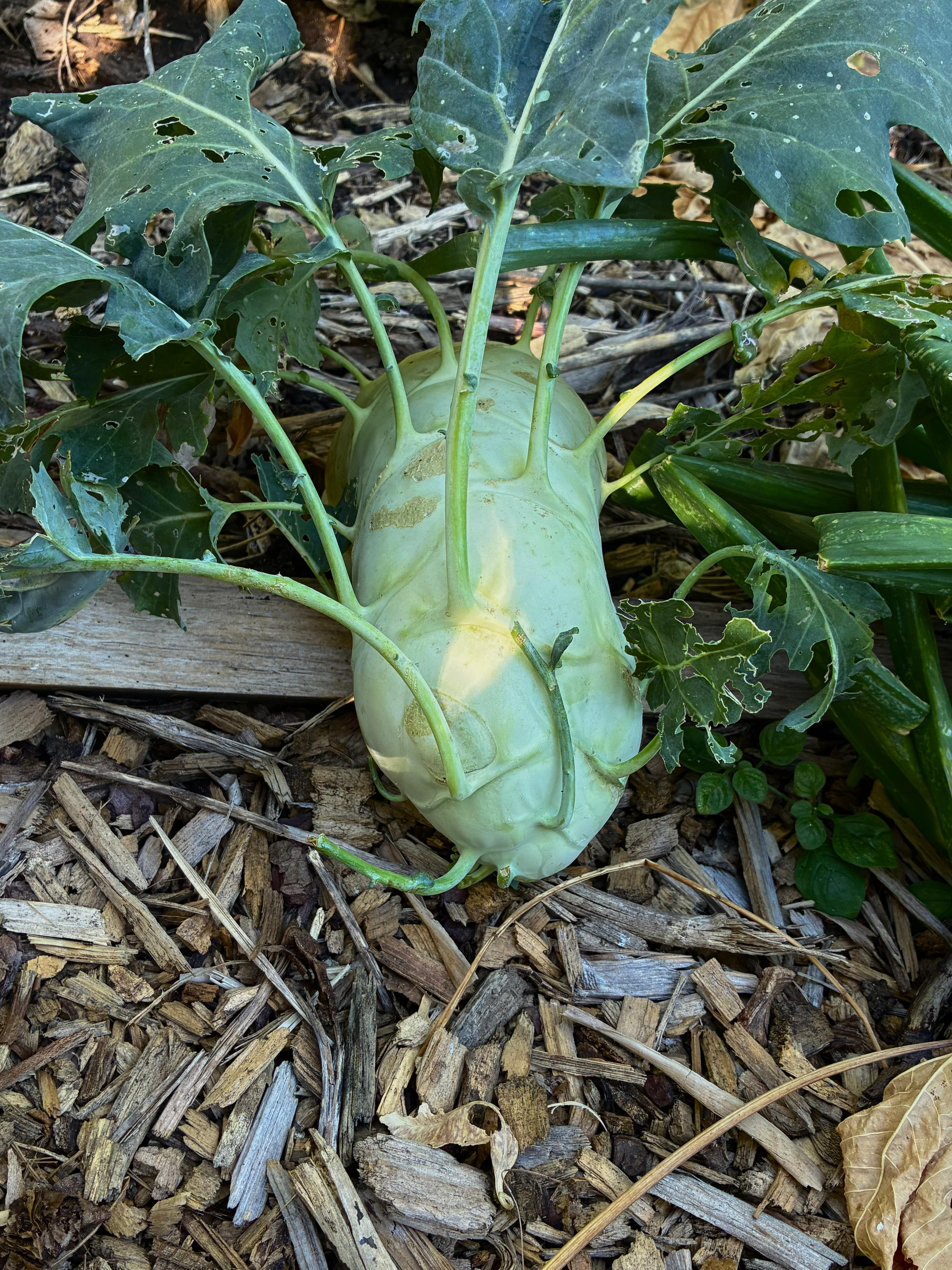 Kohlrabi (kg)