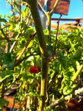 Trinidad Moruga Scorpion (T.M. Scorpione) (3x)