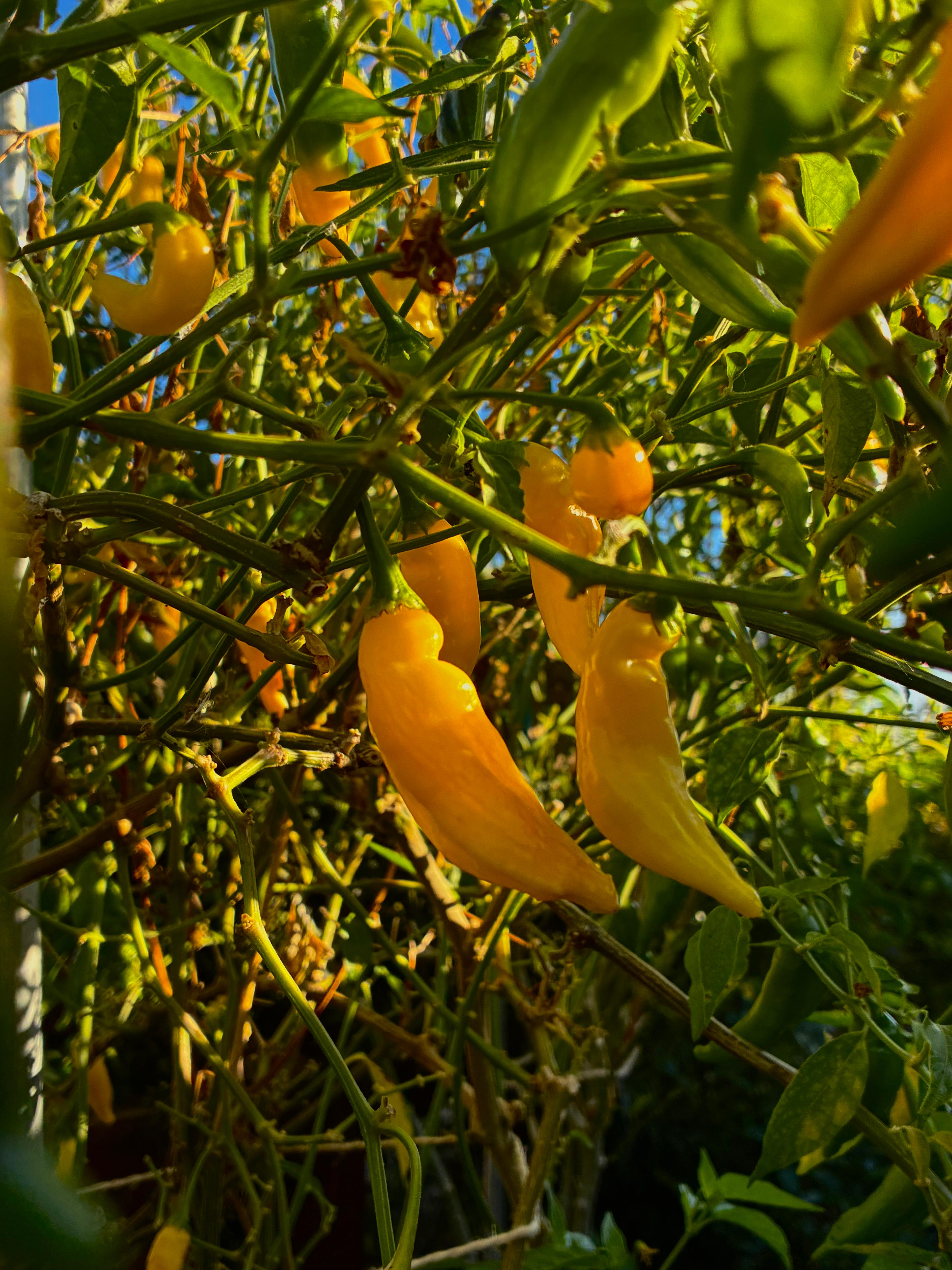 Lemon Drop (3x)