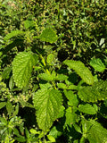 Lemon balm (bunch)