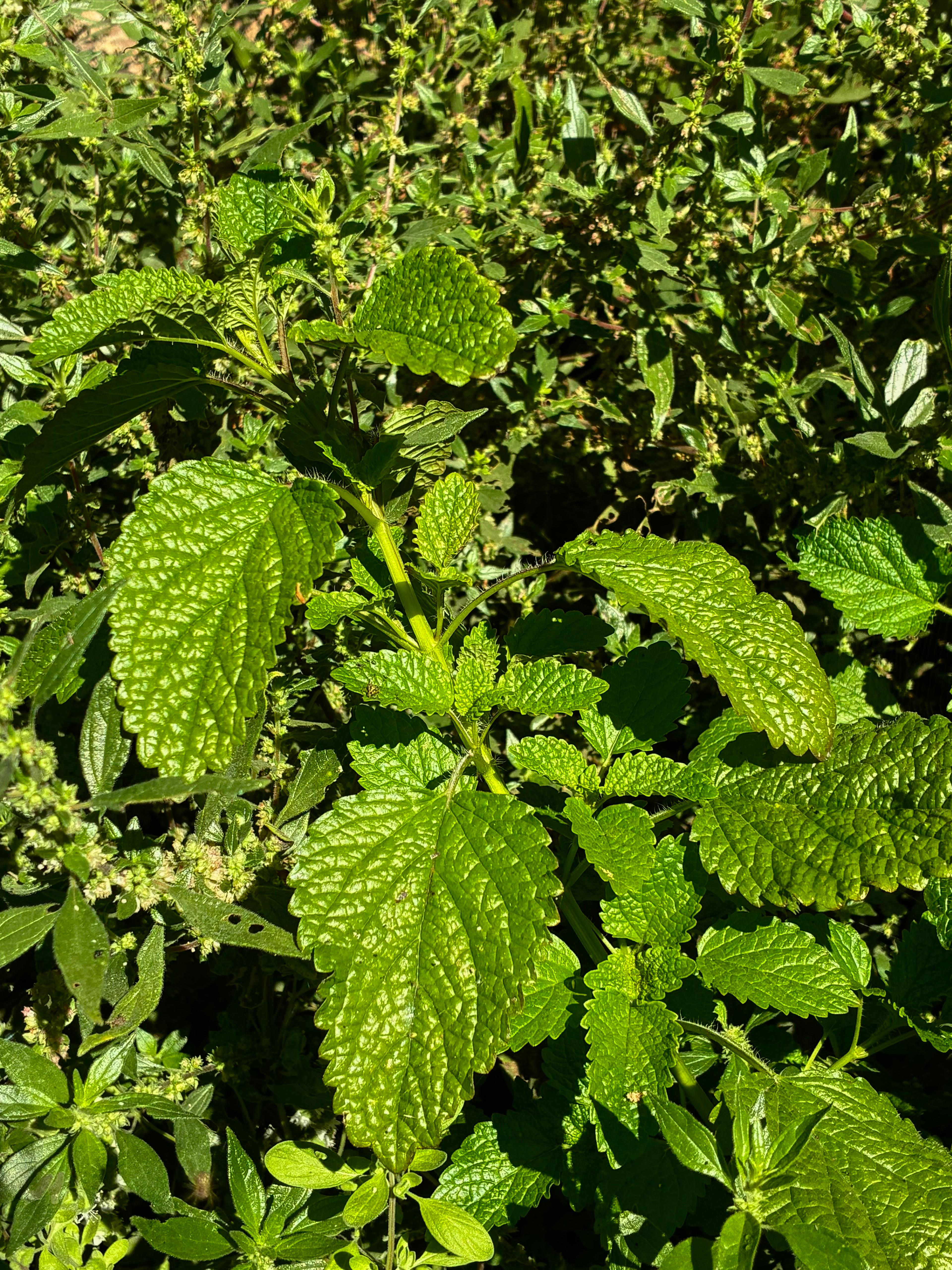 Lemon balm (bunch)