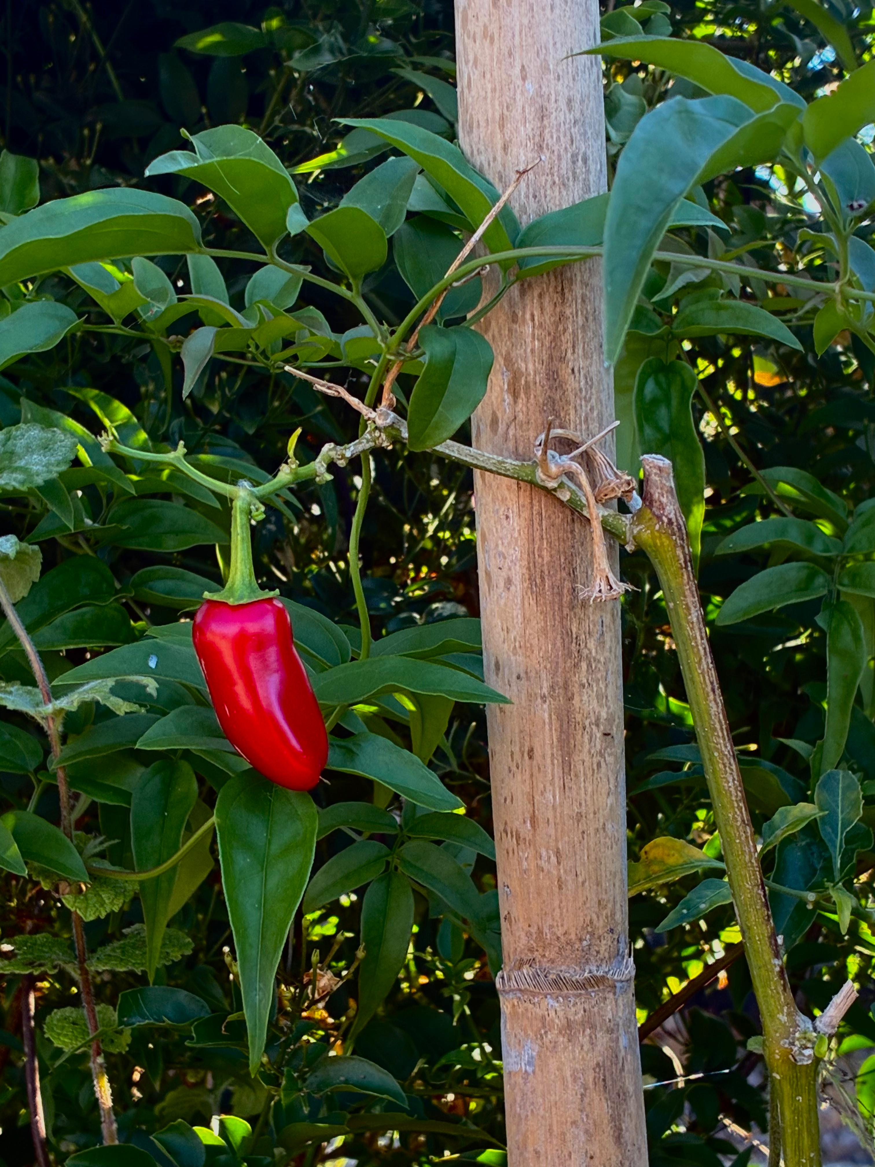 Jalapeño (3x)