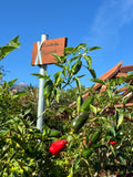 Hot peppers (3x)