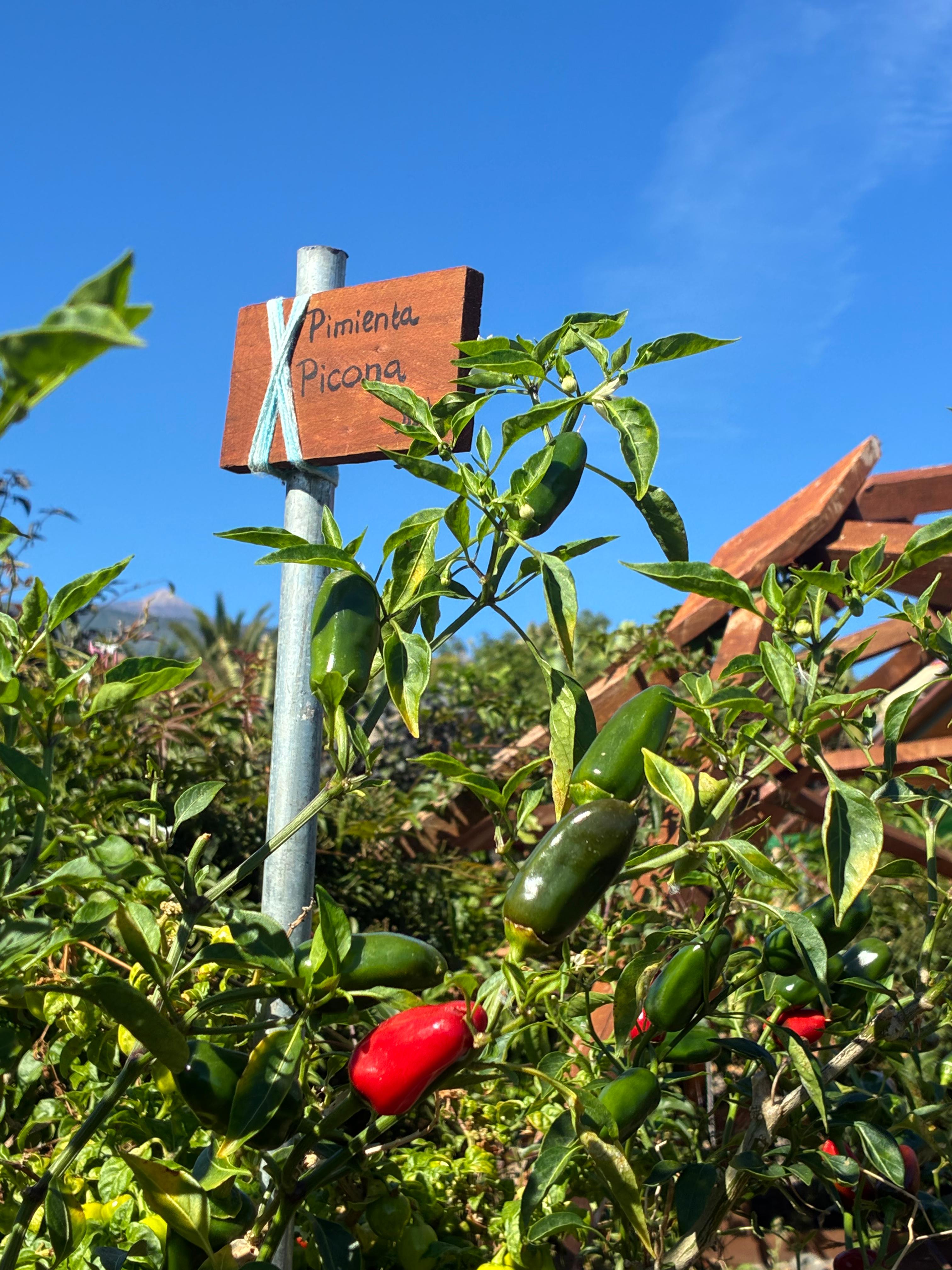 Hot peppers (3x)