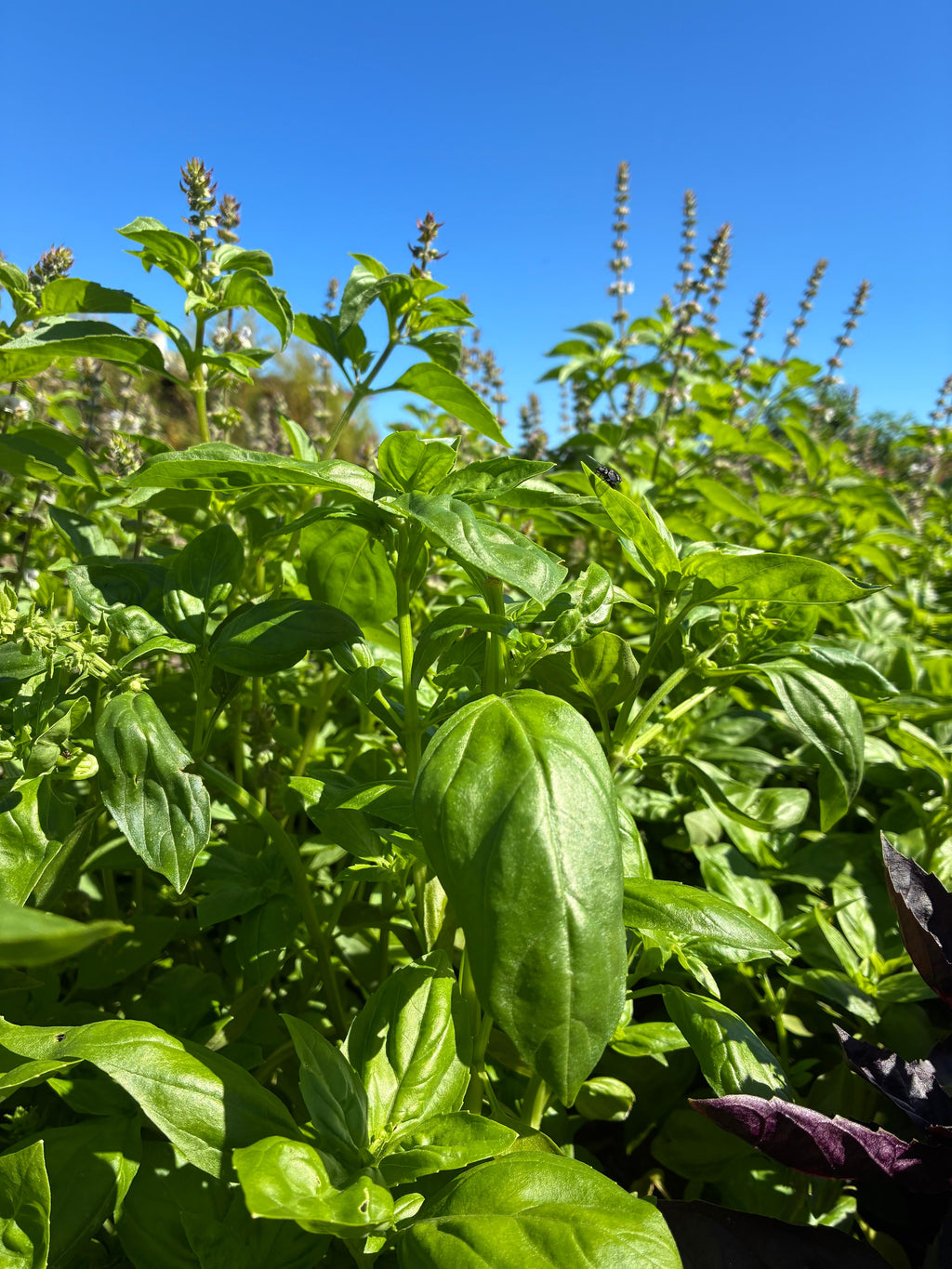 Green Basil (bunch)