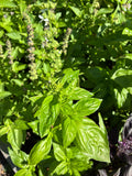 Green Basil (bunch)
