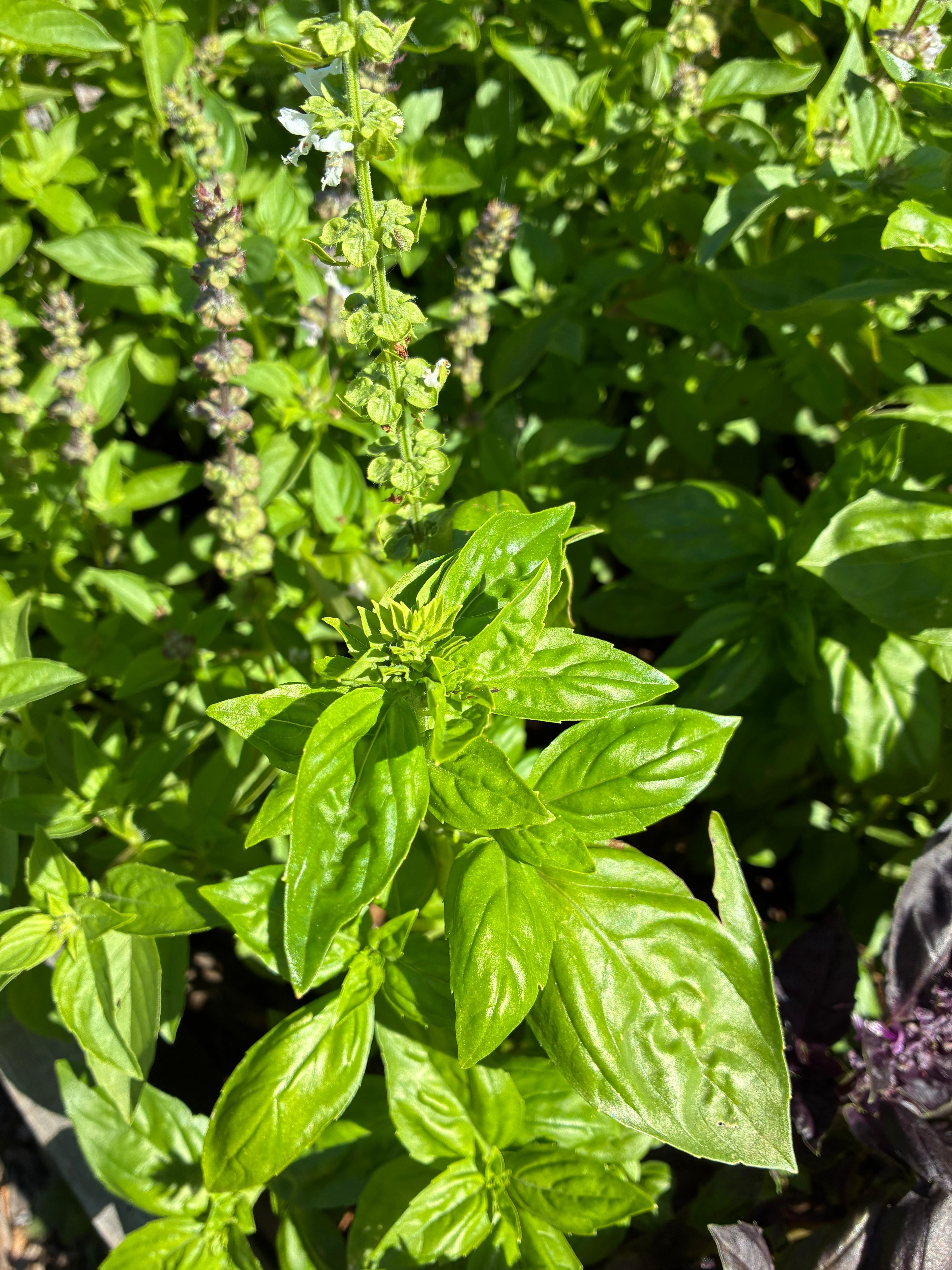 Green Basil (bunch)