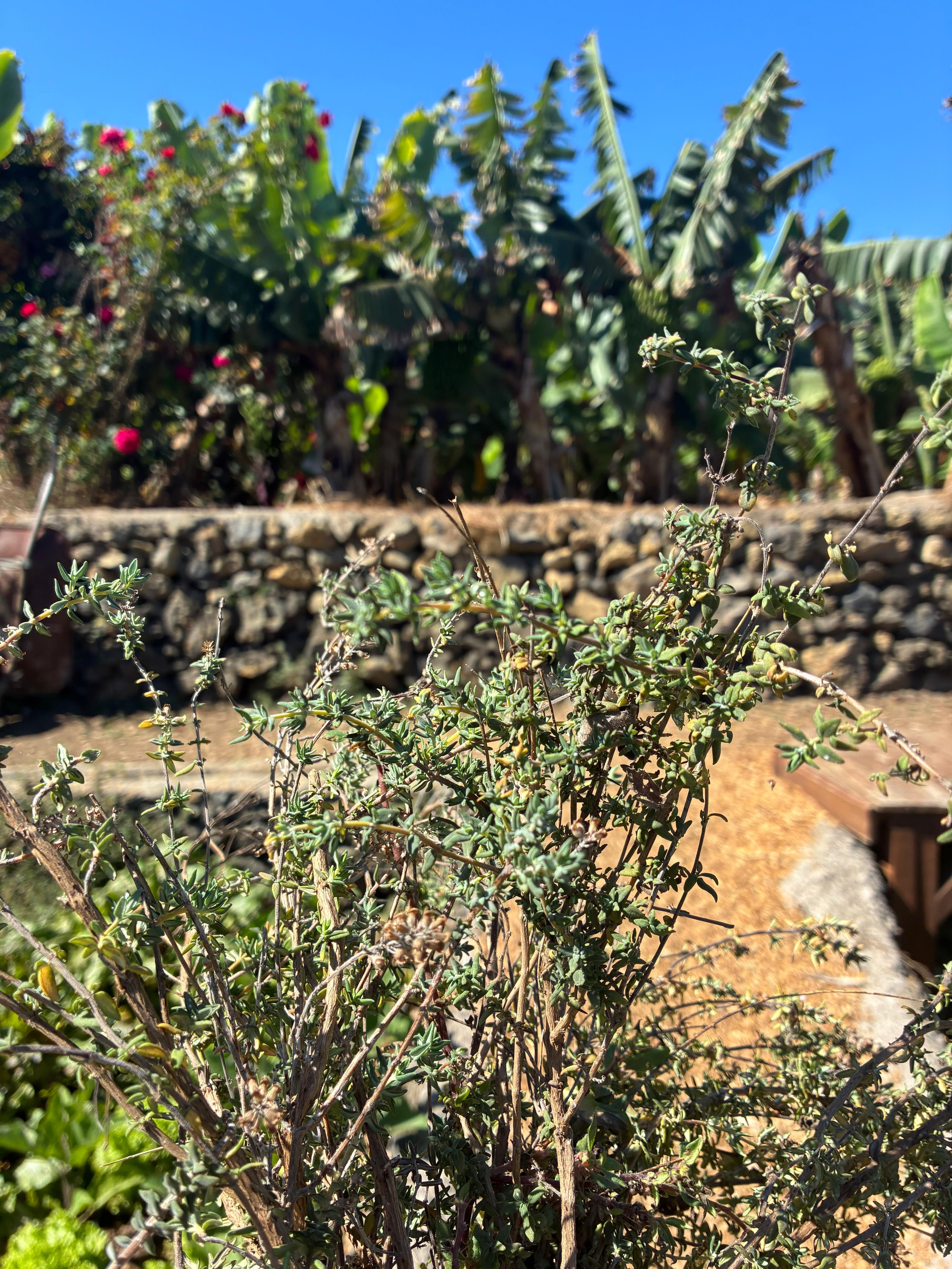 Thyme (bunch)