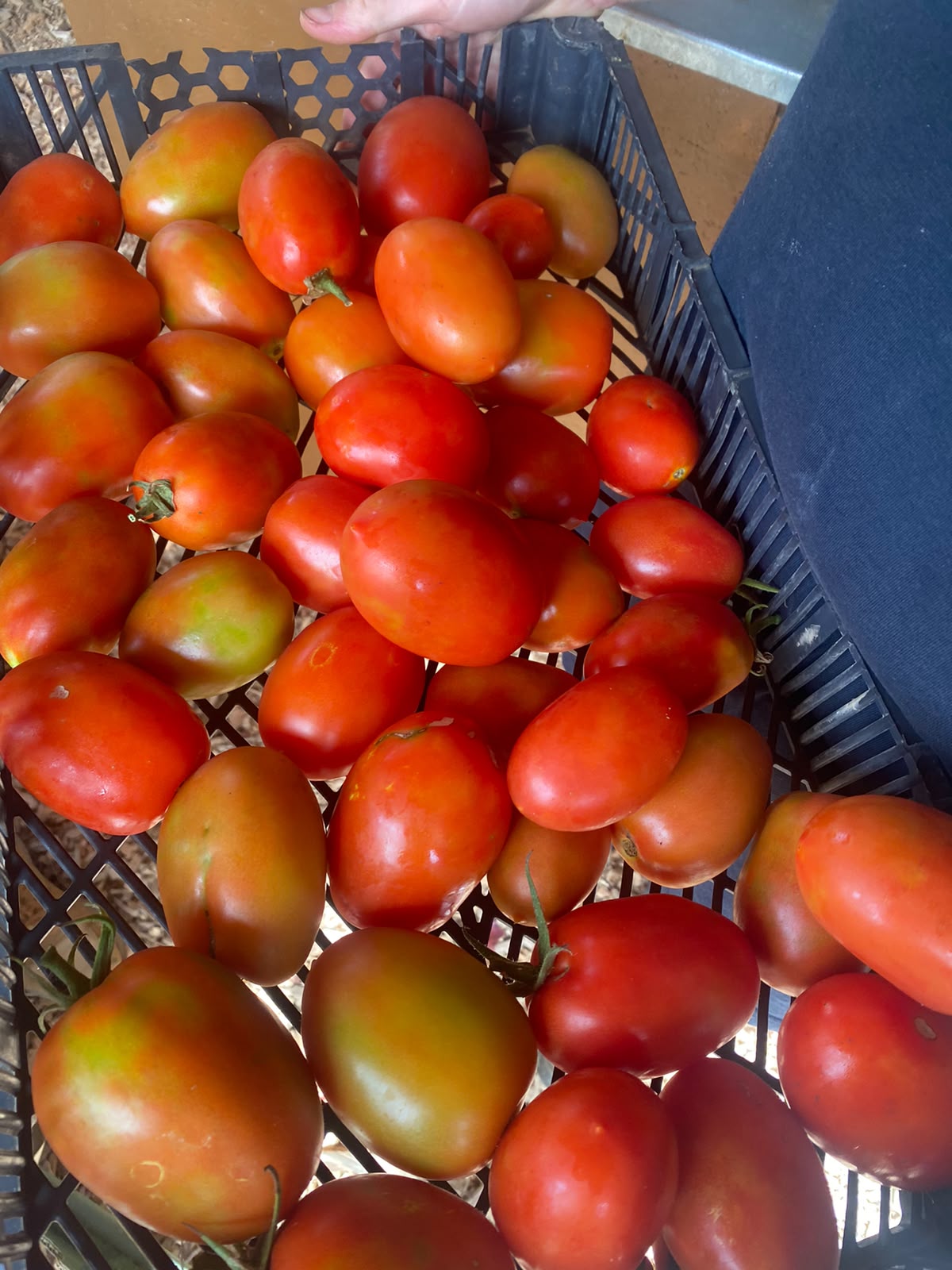 tomatoes (kg)