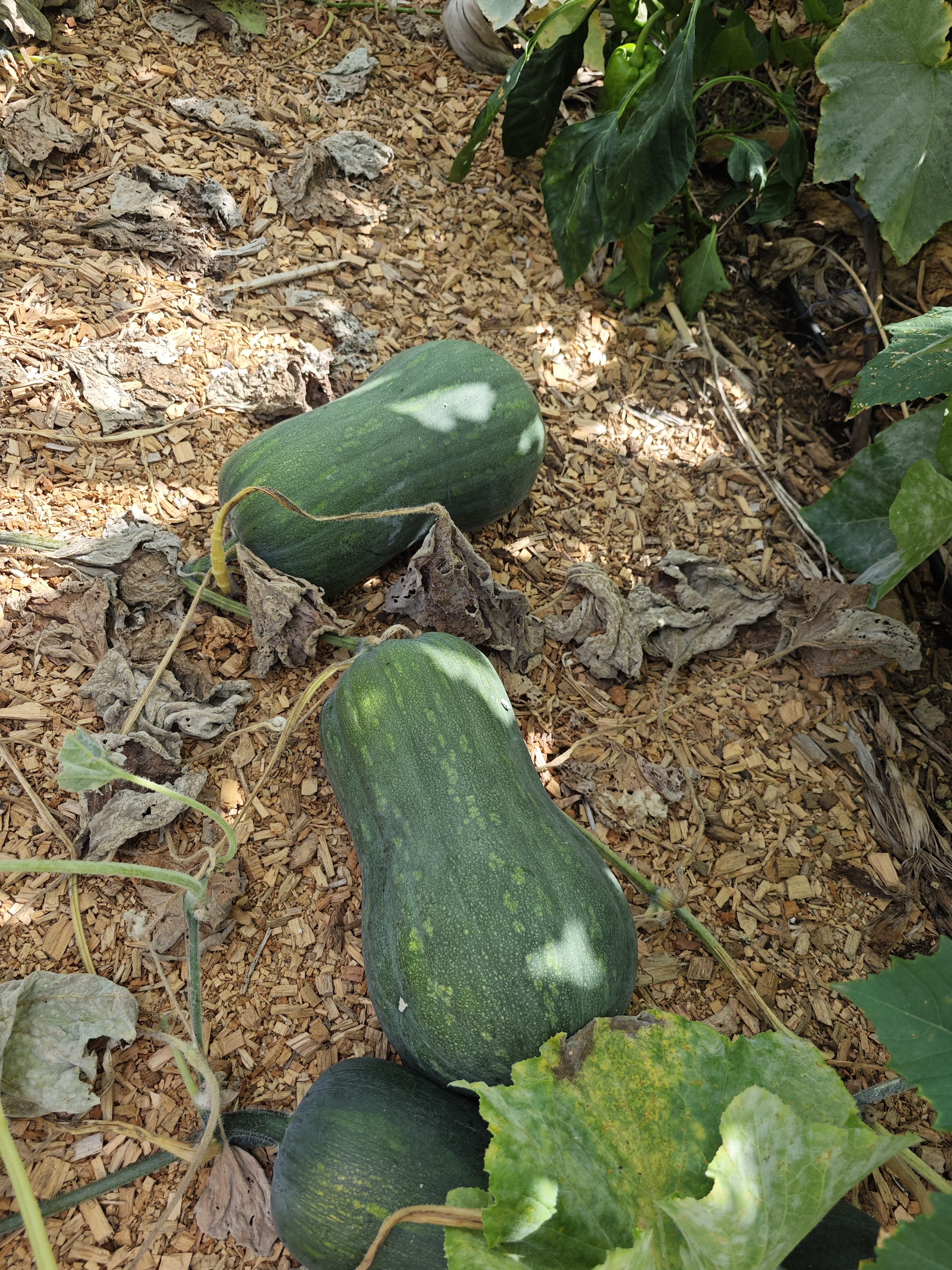 Pumpkin (kg)