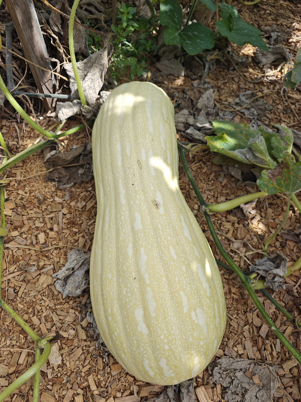 Pumpkin (kg)
