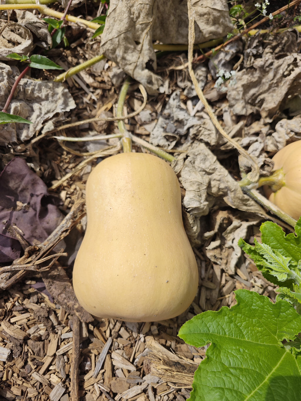 Pumpkin (kg)