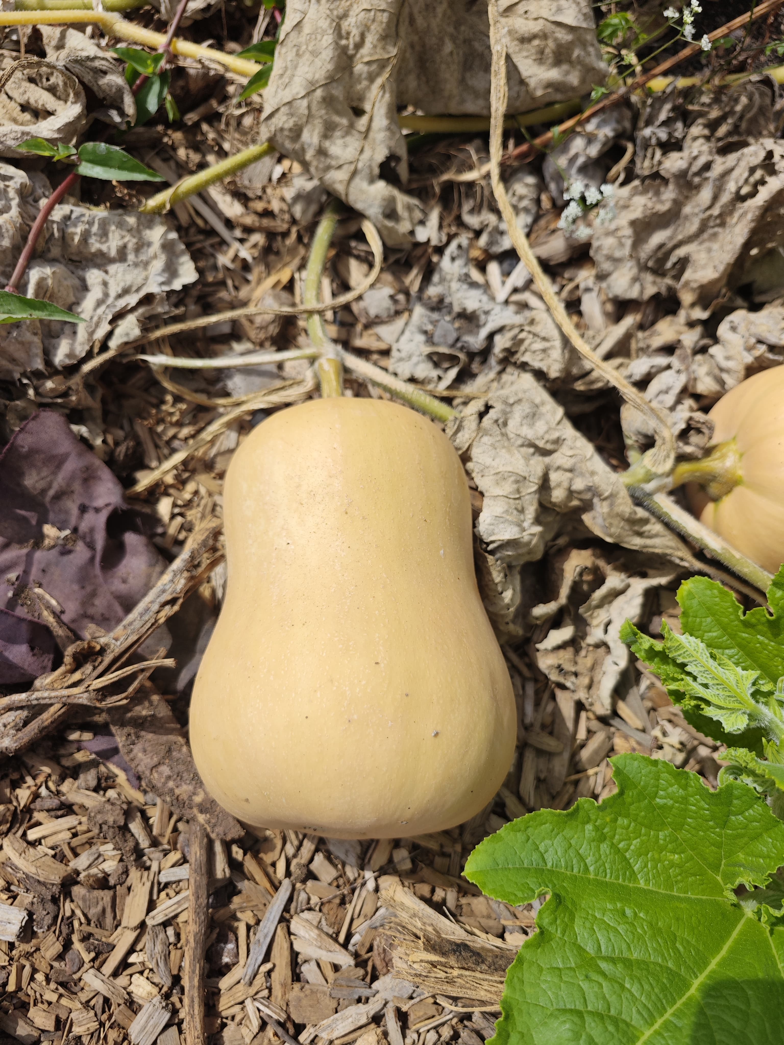 Pumpkin (kg)