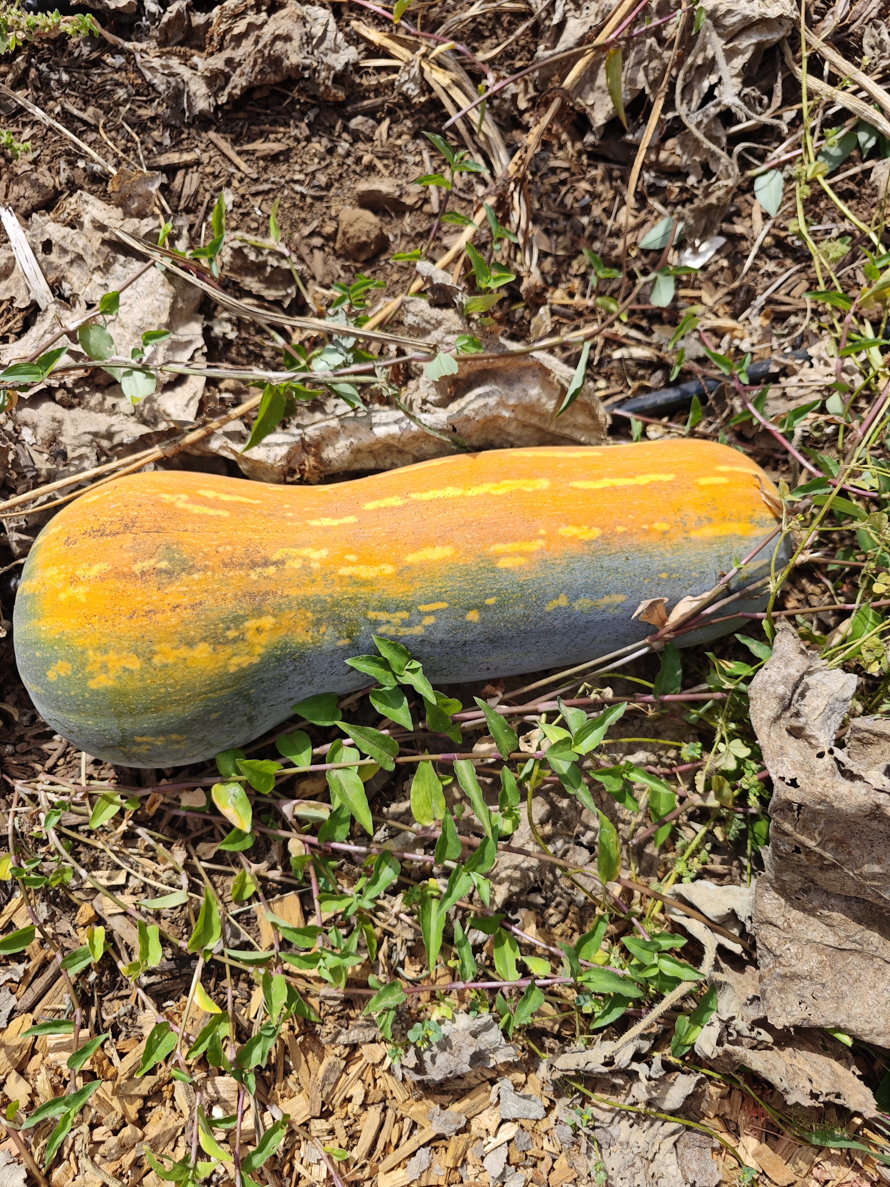 Pumpkin (kg)