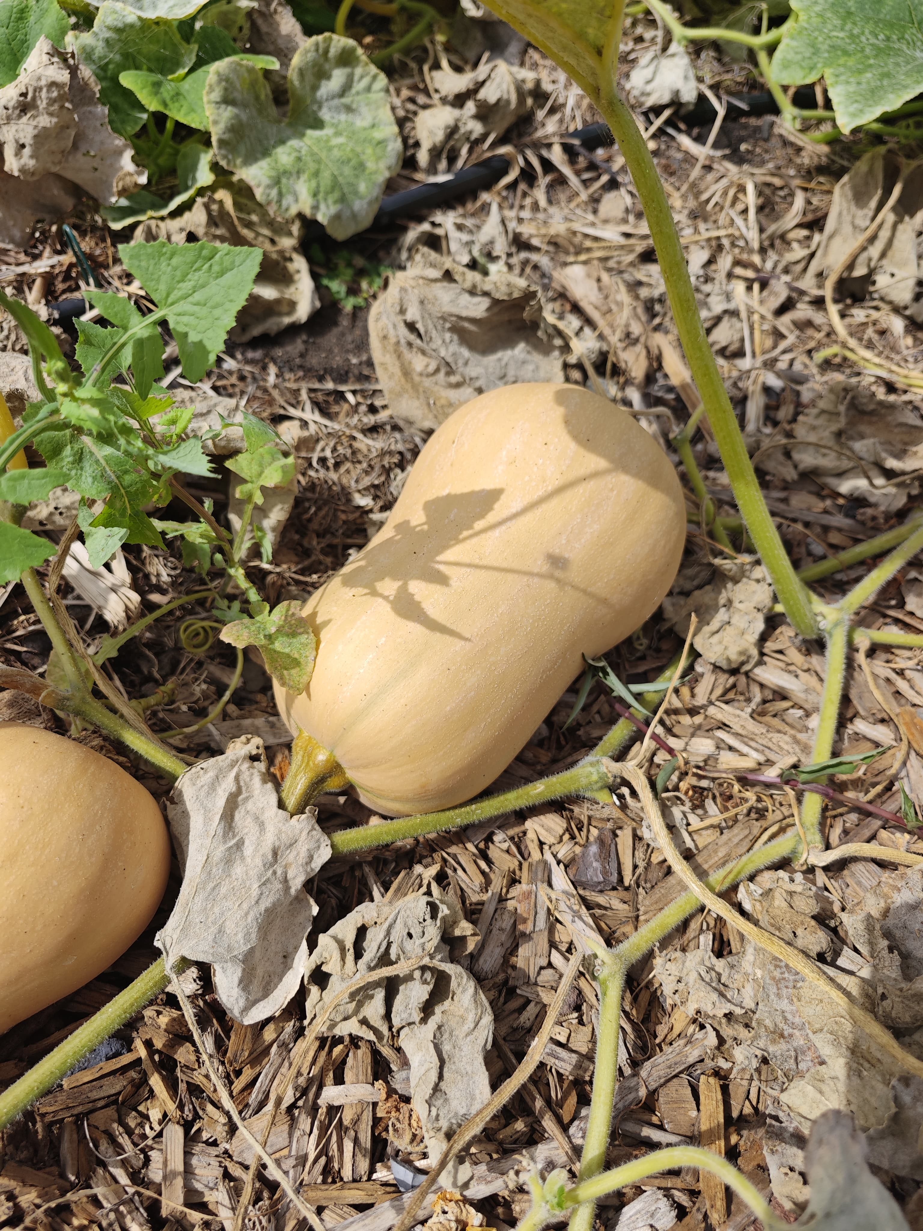 Pumpkin (kg)