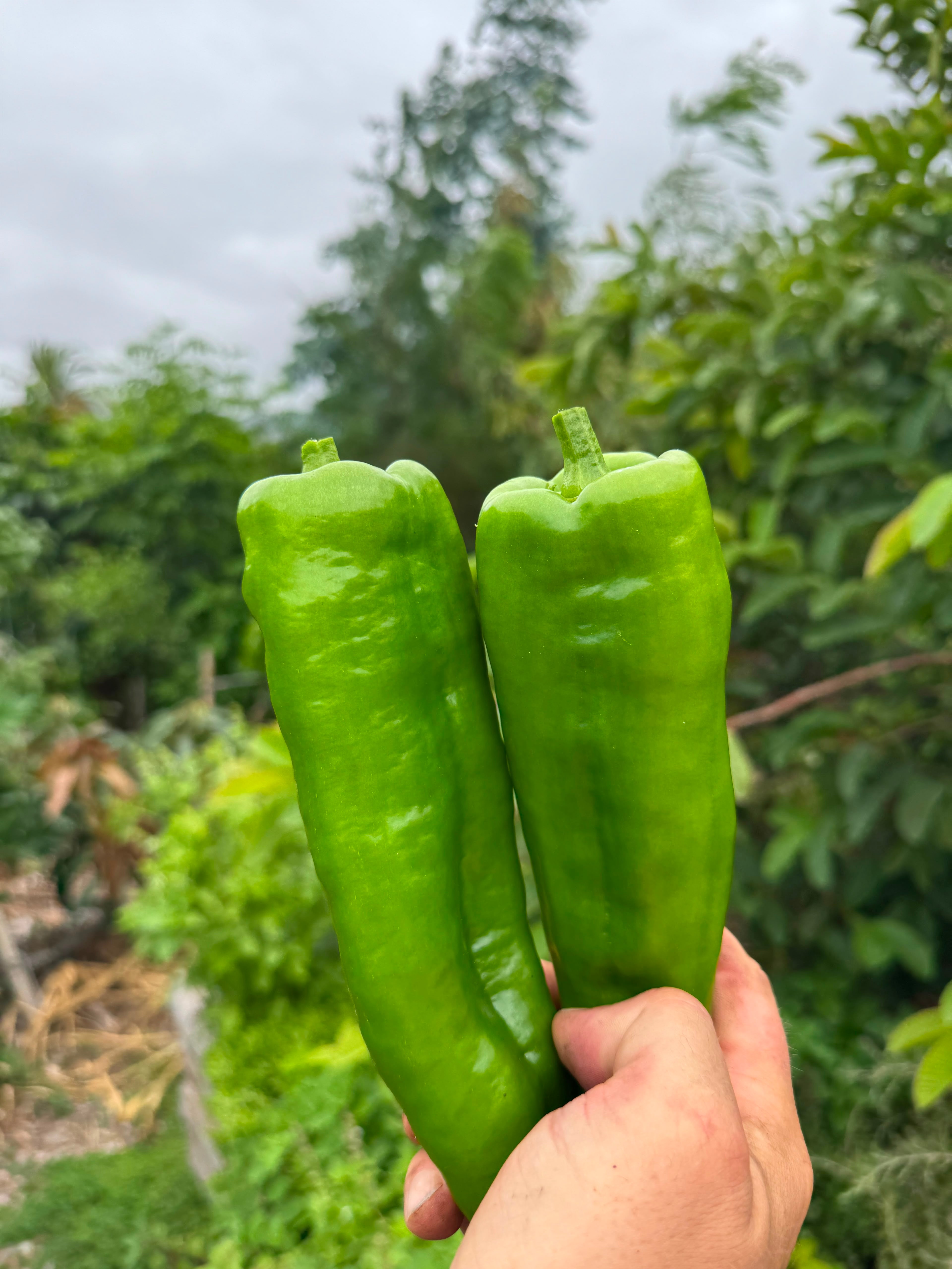 green pepper