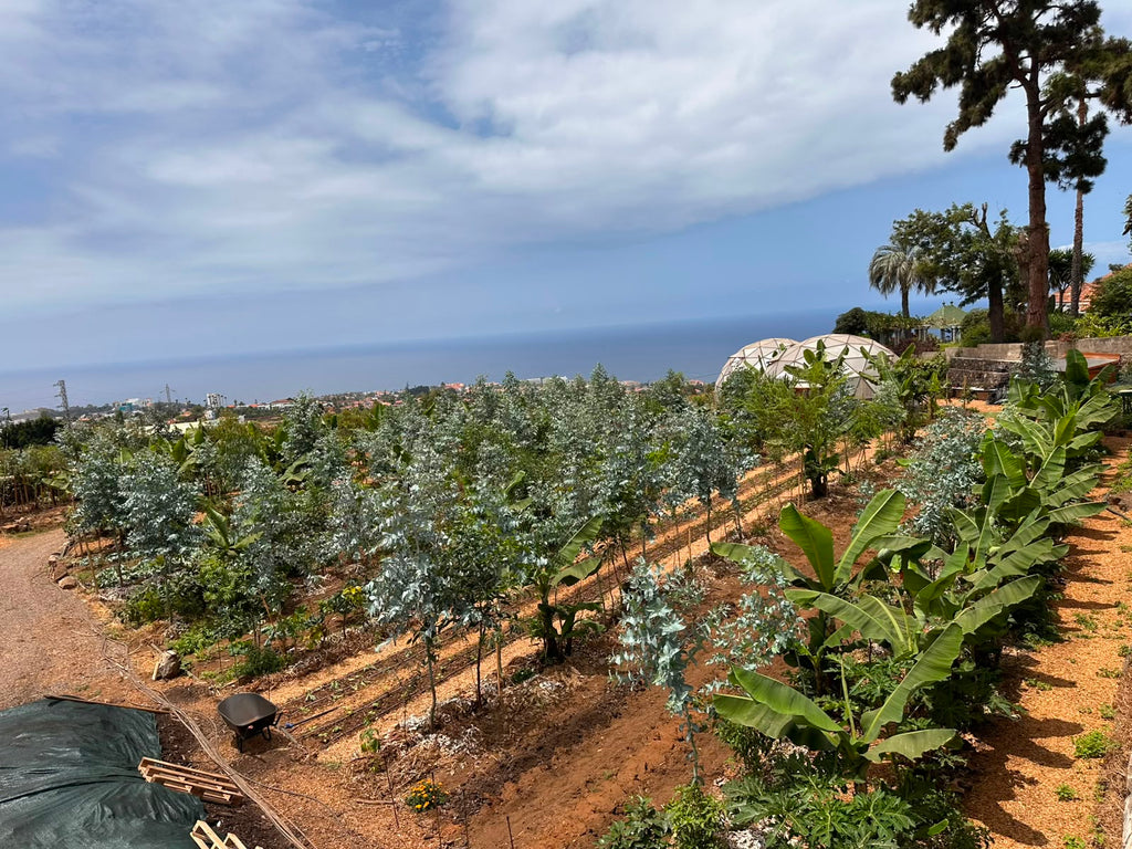 Courso agroforesteria syntropico con Juã Pereira, alumno de Ernst Götsch