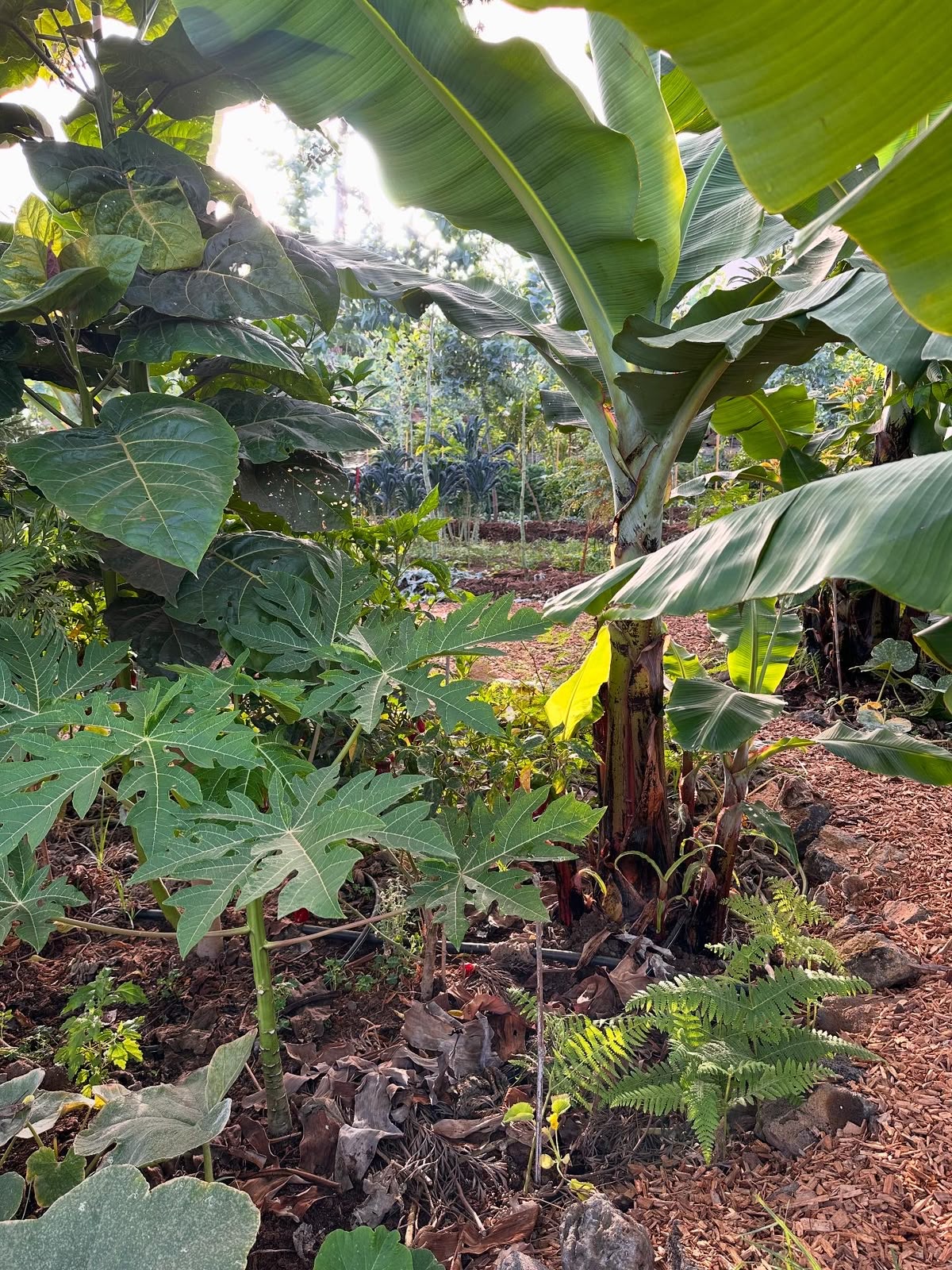 Courso agroforesteria syntropico con Juã Pereira, alumno de Ernst Götsch