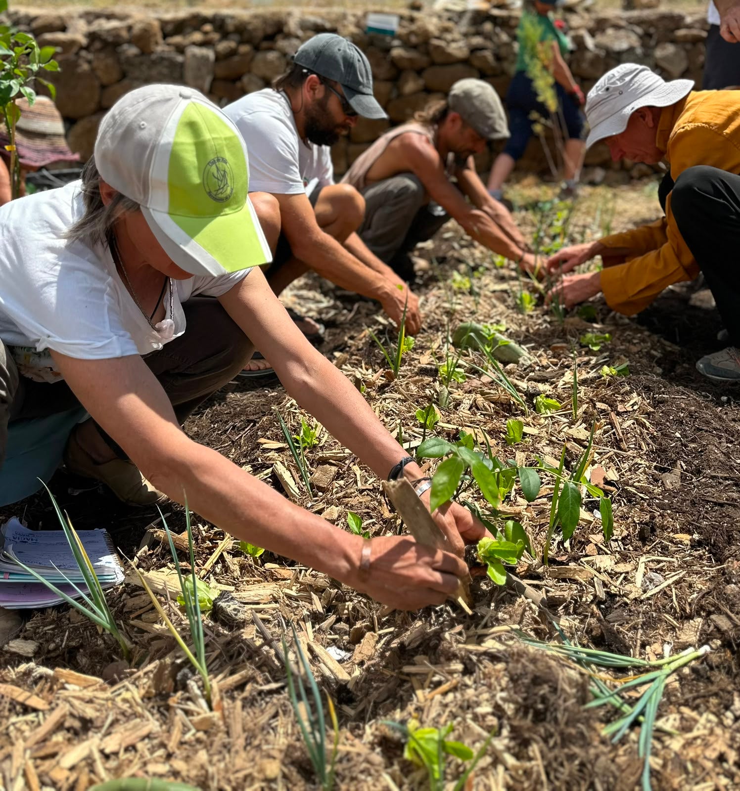 Courso agroforesteria syntropico con Juã Pereira, alumno de Ernst Götsch