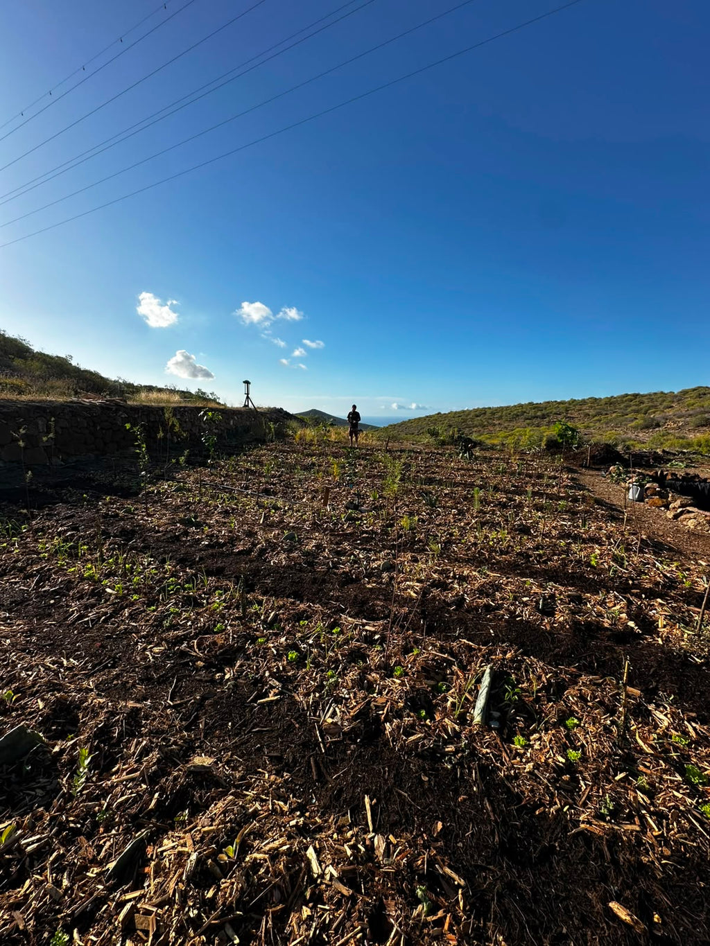 Courso agroforesteria syntropico con Juã Pereira, alumno de Ernst Götsch