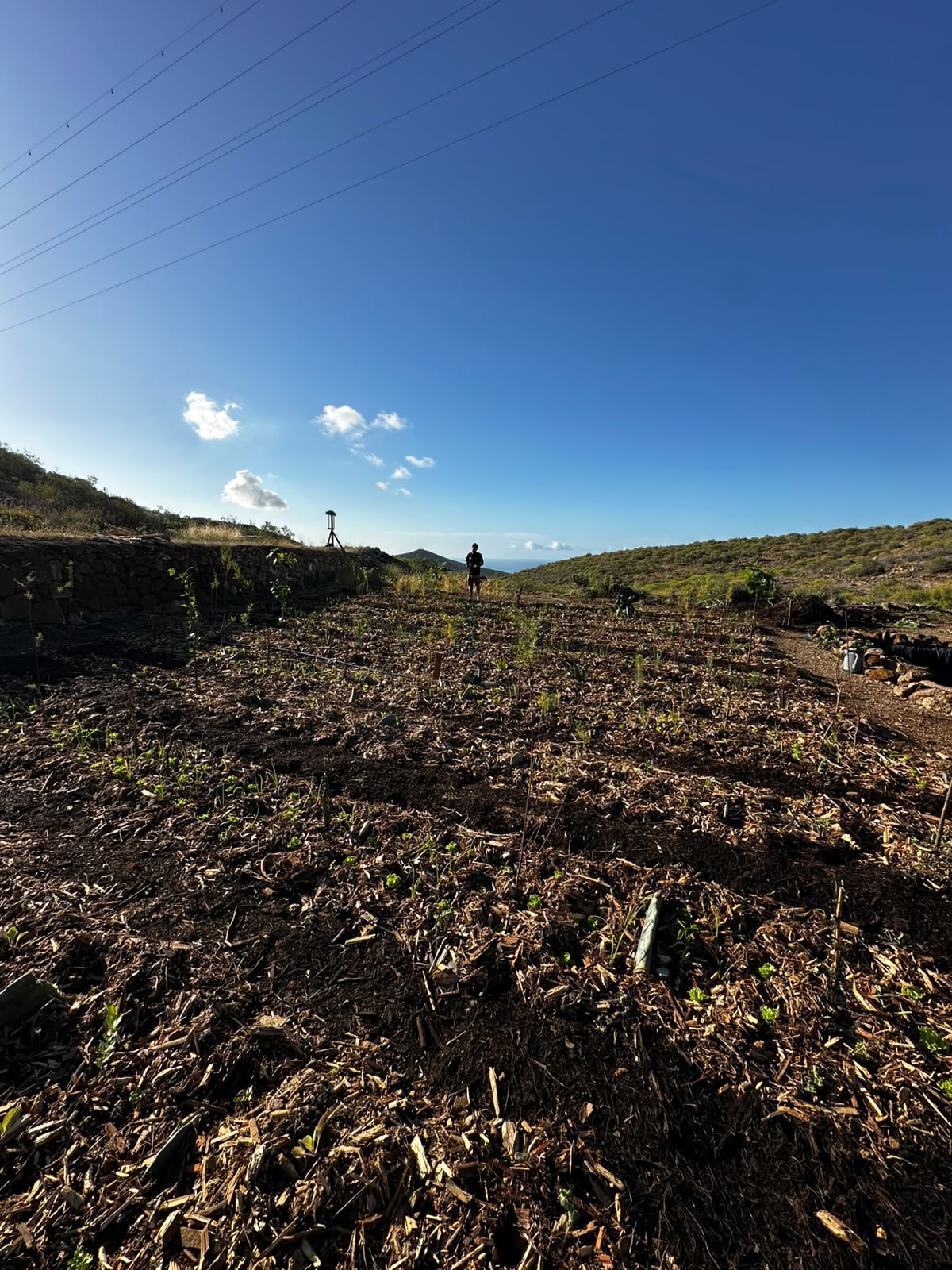 Courso agroforesteria syntropico con Juã Pereira, alumno de Ernst Götsch