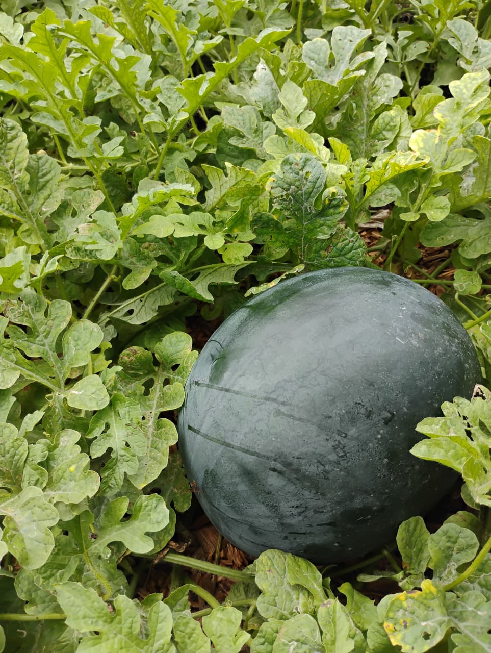 Watermelon