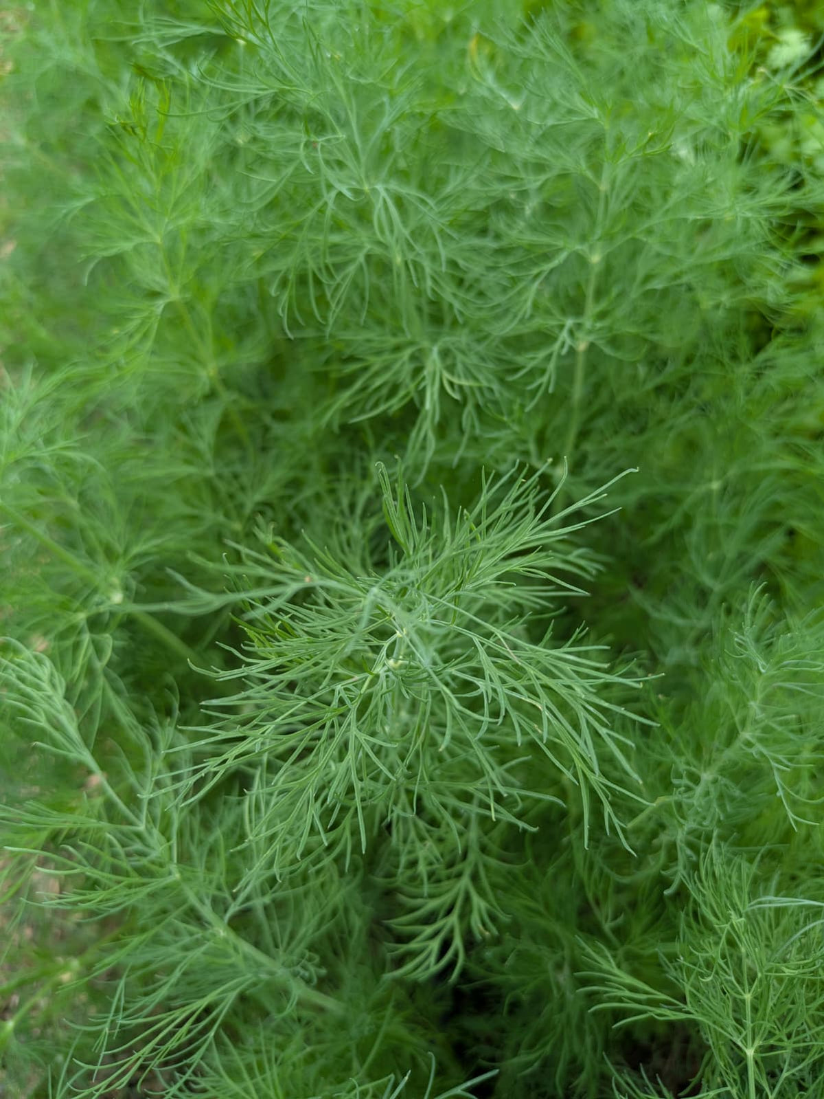 Dill (bunch)