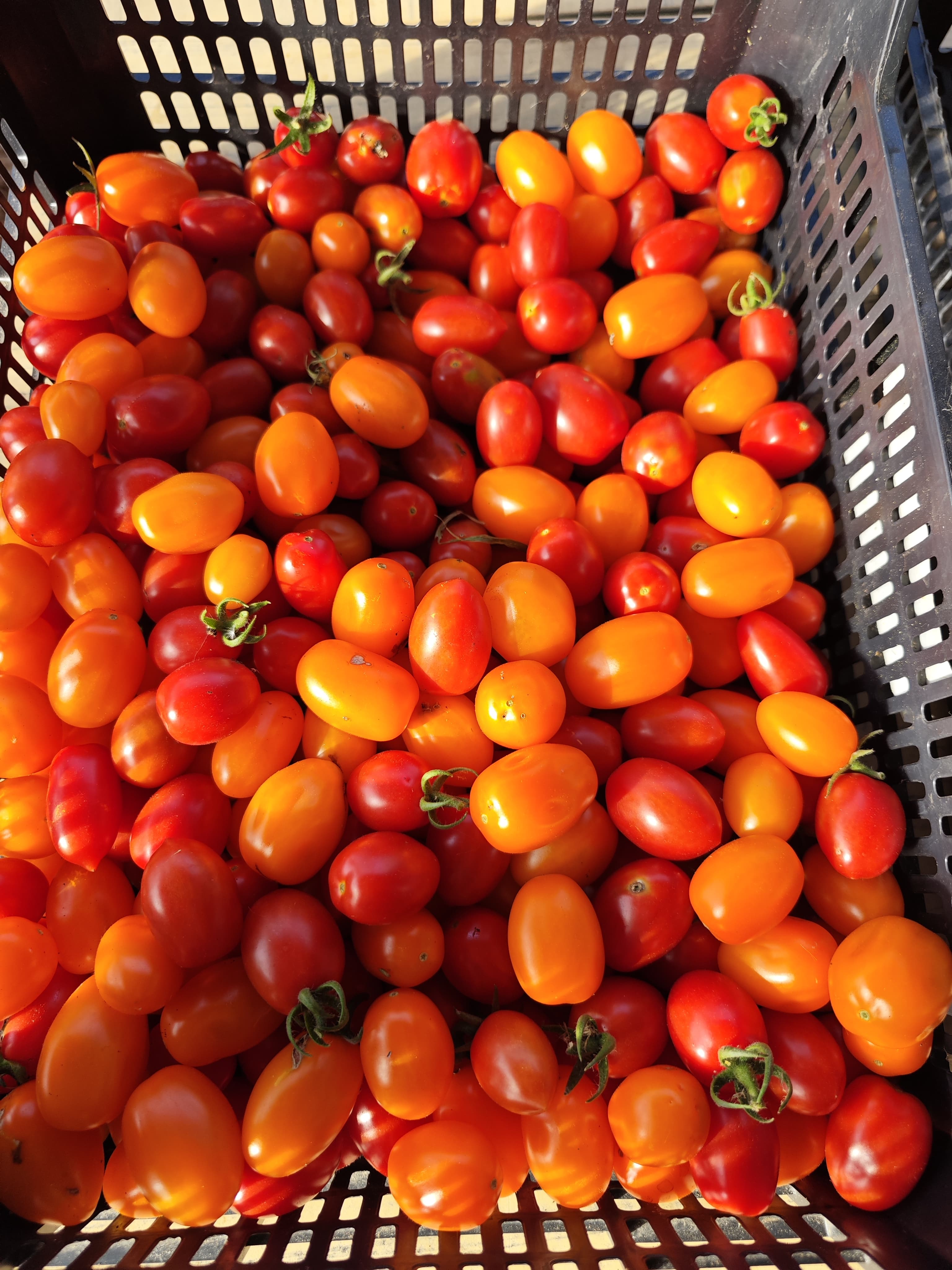 cherry tomatoes (250g)