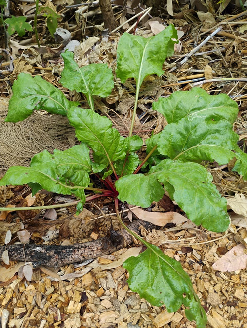 Beetroot bicolor (kg)