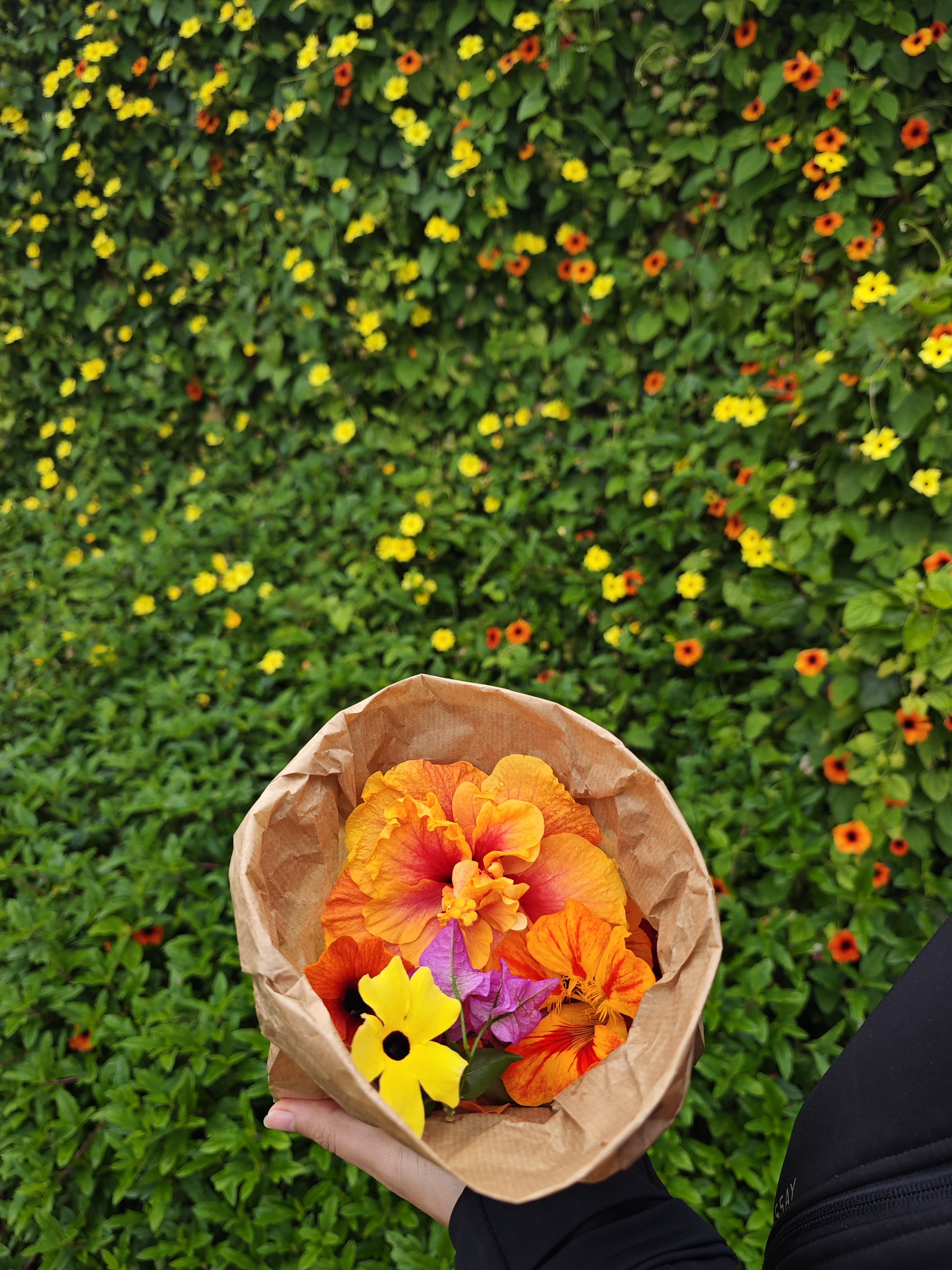 Thunbergia (3 x units)